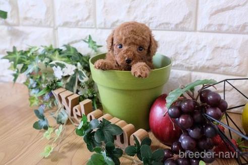 成約済の滋賀県のトイプードル-162102の3枚目