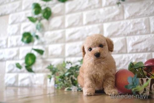 成約済の滋賀県のトイプードル-162103の1枚目