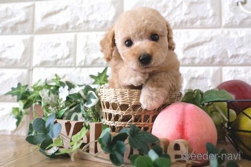 成約済の滋賀県のトイプードル-162103の8枚目