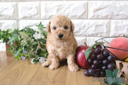 成約済の滋賀県のトイプードル-162103の4枚目