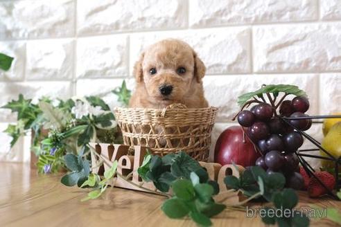 成約済の滋賀県のトイプードル-162103の3枚目