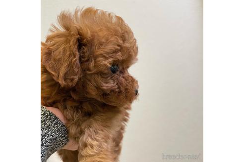 成約済の福岡県のティーカッププードル-162114の6枚目