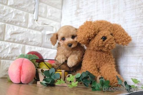 成約済の滋賀県のトイプードル-162104の1枚目