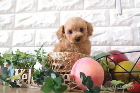 成約済の滋賀県のトイプードル-162104の8枚目