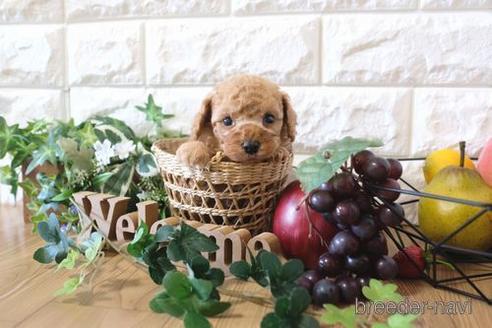 成約済の滋賀県のトイプードル-162104の4枚目