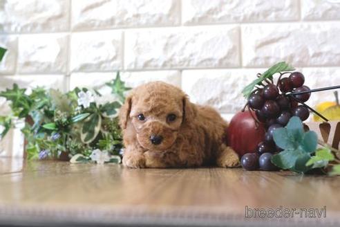 成約済の滋賀県のトイプードル-162104の3枚目