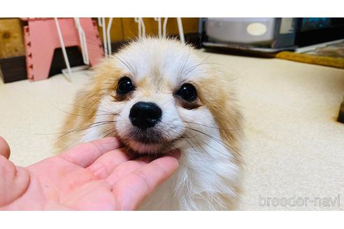 成約済の北海道のポメラニアン-135734の5枚目