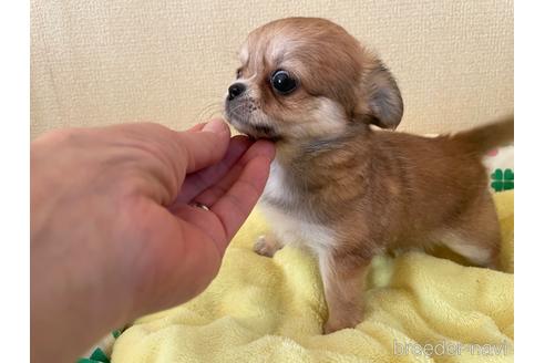 成約済の群馬県のチワワ(ロングコート)-163739の2枚目