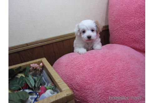 成約済の福岡県のミックス犬-159915の1枚目