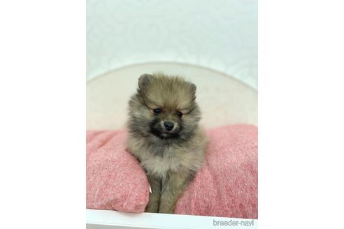 成約済の広島県のポメラニアン-163805の4枚目