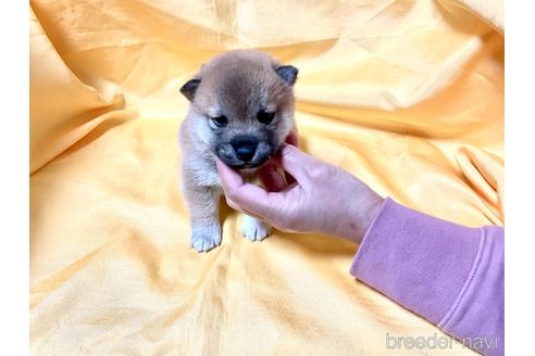 成約済の奈良県の豆柴-163817の5枚目