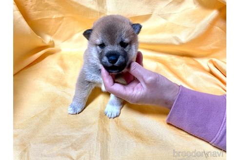 成約済の奈良県の豆柴-163817の2枚目
