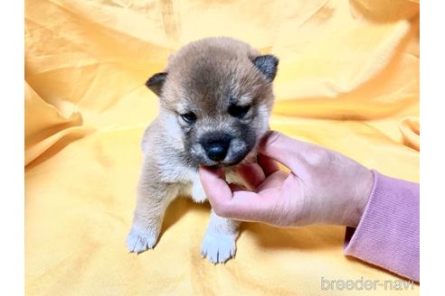 成約済の奈良県の豆柴-163817の3枚目