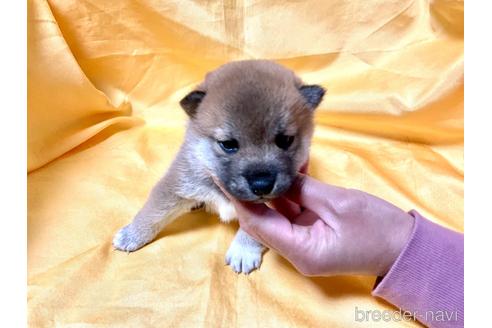 成約済の奈良県の豆柴-163817の1枚目