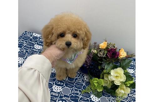 成約済の大阪府のタイニープードル-157146の1枚目