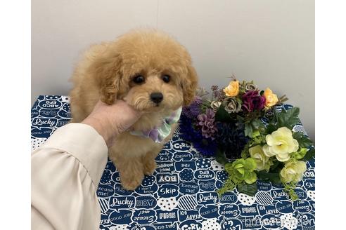 成約済の大阪府のタイニープードル-157146の3枚目