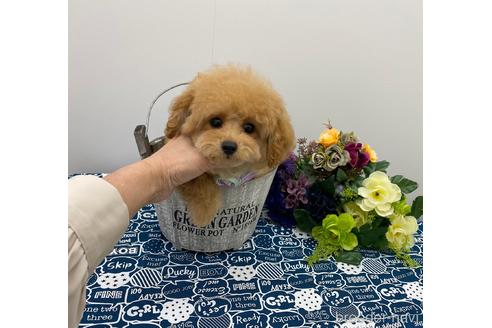 成約済の大阪府のタイニープードル-157146の2枚目