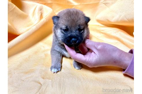成約済の奈良県の豆柴-163822の1枚目