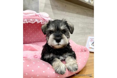 成約済の大阪府のミニチュアシュナウザー-163826の3枚目