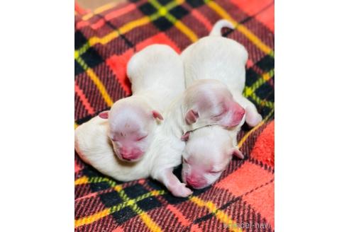 成約済の福岡県のマルチーズ-163851の5枚目