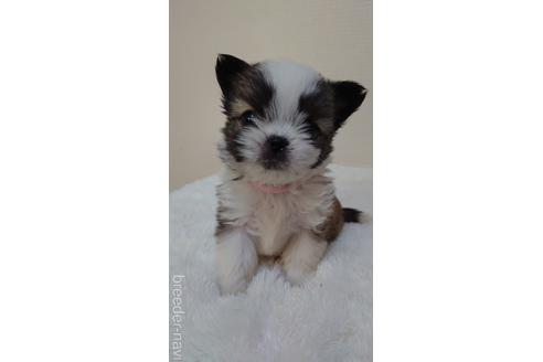 成約済の埼玉県のミックス犬-160506の1枚目