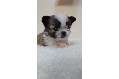 成約済の埼玉県のミックス犬-160506の3枚目