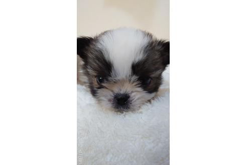 成約済の埼玉県のミックス犬-160506の2枚目