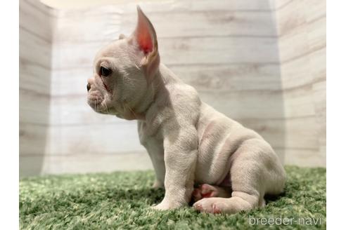 成約済の愛知県のフレンチブルドッグ-163997の2枚目