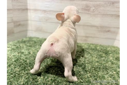 成約済の愛知県のフレンチブルドッグ-163997の4枚目