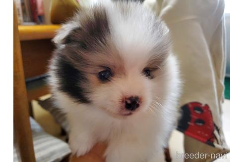 成約済の愛知県のポメラニアン-163356の3枚目