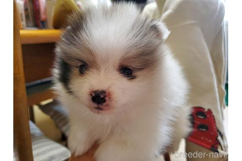 成約済の愛知県のポメラニアン-163356の4枚目