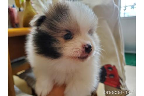 成約済の愛知県のポメラニアン-163356の2枚目