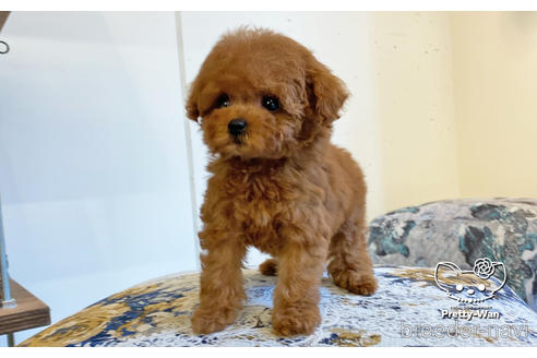 成約済の愛知県のタイニープードル-163881の6枚目