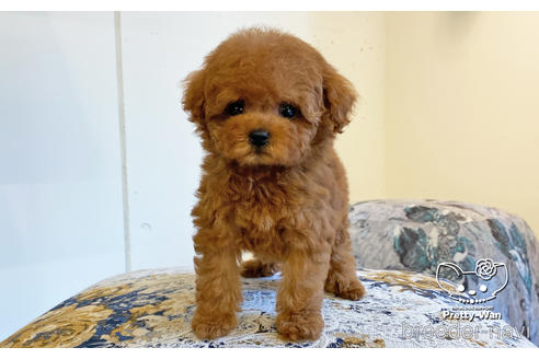 成約済の愛知県のタイニープードル-163881の5枚目