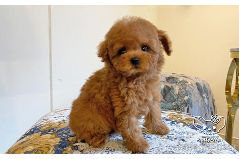 成約済の愛知県のタイニープードル-163881の4枚目