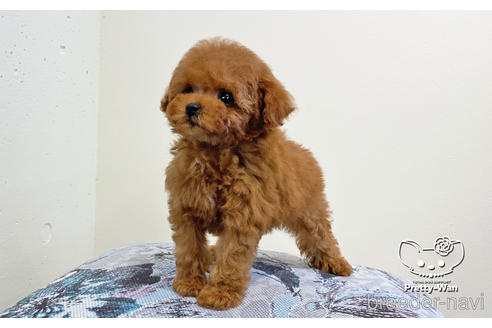 成約済の愛知県のタイニープードル-163881の2枚目