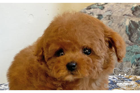 成約済の愛知県のタイニープードル-163881の1枚目