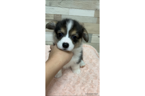 成約済の愛媛県のウェルシュコーギーペンブローク-161044の2枚目