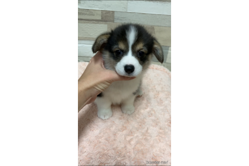 成約済の愛媛県のウェルシュコーギーペンブローク-161044の3枚目