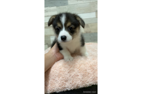 成約済の愛媛県のウェルシュコーギーペンブローク-161044の4枚目