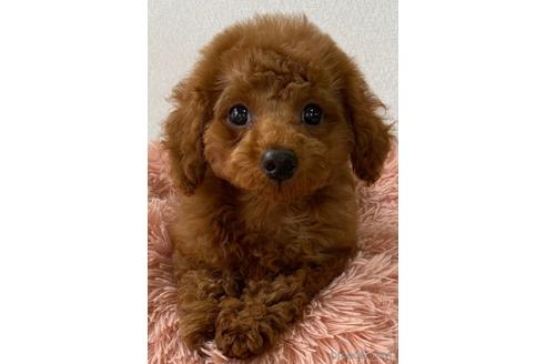 成約済の岡山県のトイプードル-157409の1枚目