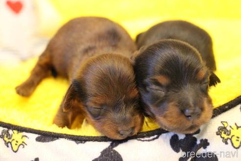 成約済の愛知県のカニンヘンダックスフンド(ロングヘアード)-163561の28枚目