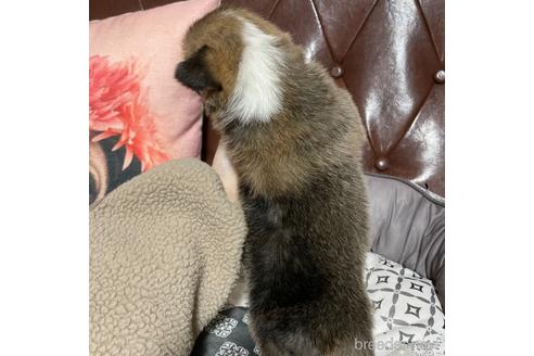 成約済の香川県のウェルシュコーギーペンブローク-163935の13枚目