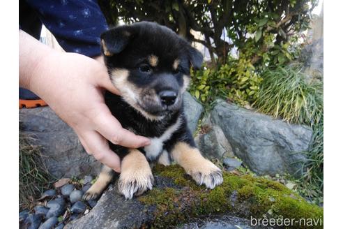 成約済の岡山県の柴犬-161930の1枚目