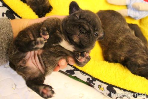 成約済の愛知県のフレンチブルドッグ-162931の28枚目