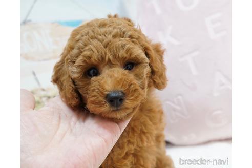 成約済の福岡県のトイプードル-163967の5枚目