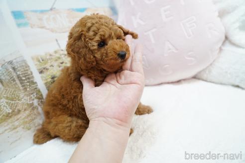 成約済の福岡県のトイプードル-163967の4枚目