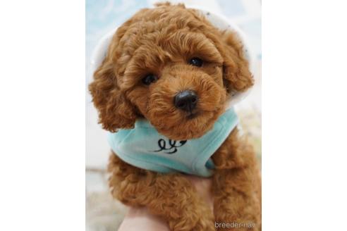 成約済の福岡県のトイプードル-163967の3枚目