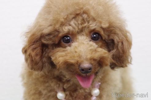 モコちゃんちゃん1枚目