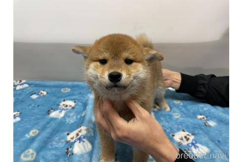 成約済の岡山県の柴犬-163968の8枚目